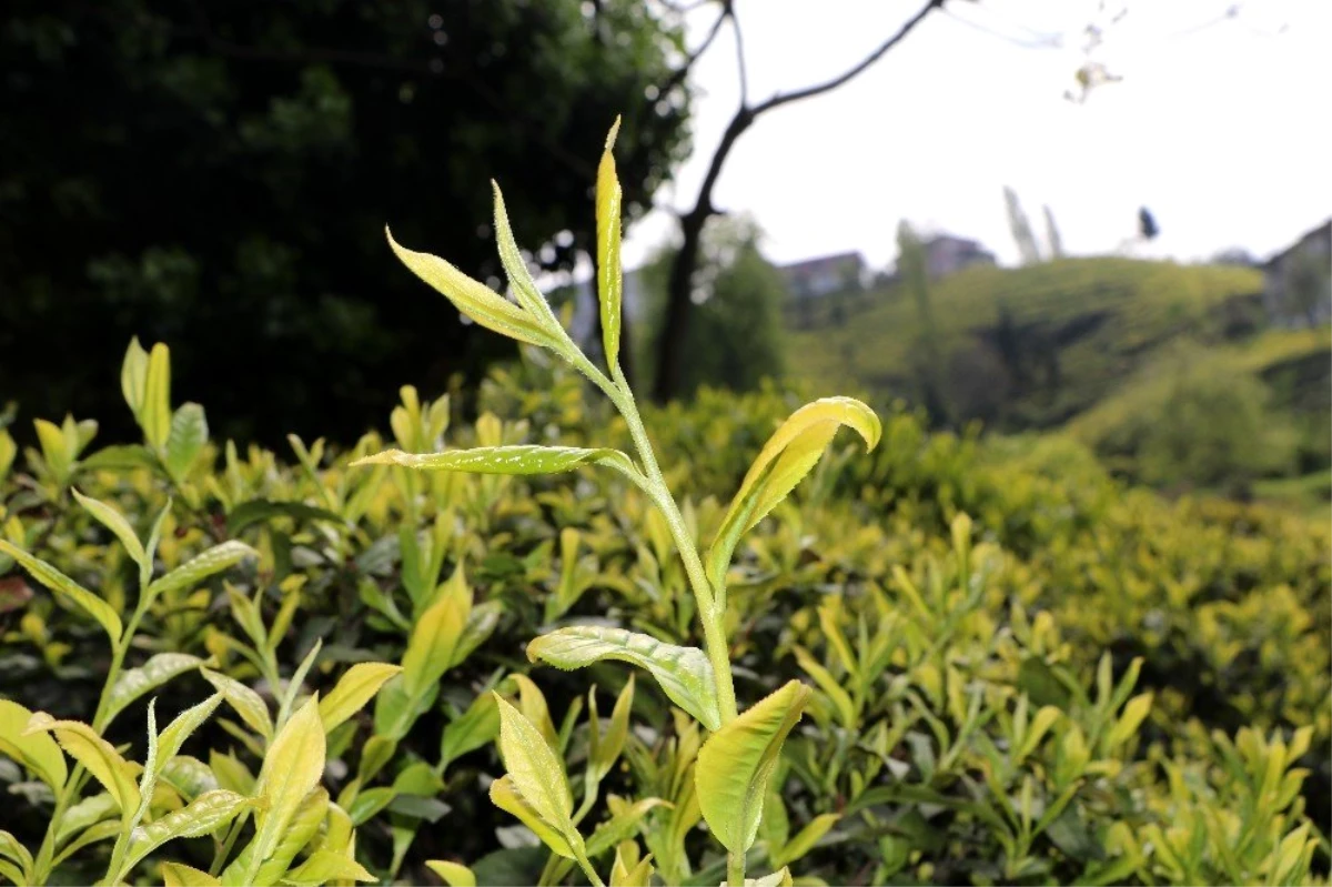 Çay işçiliğinin yevmiyesi artınca bahçelerde çalışma talebi çoğaldı