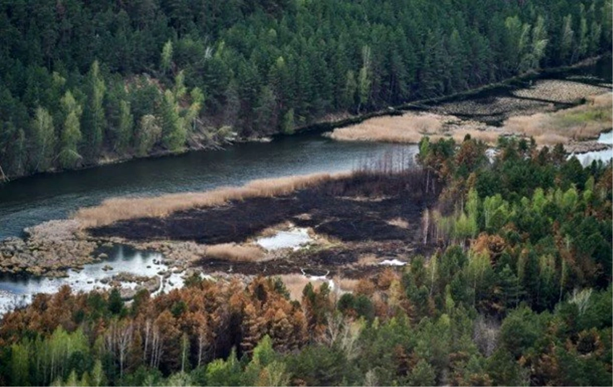 Çernobil yangını, bölgenin bitki örtüsünün yüzde 5\'ini yok etti