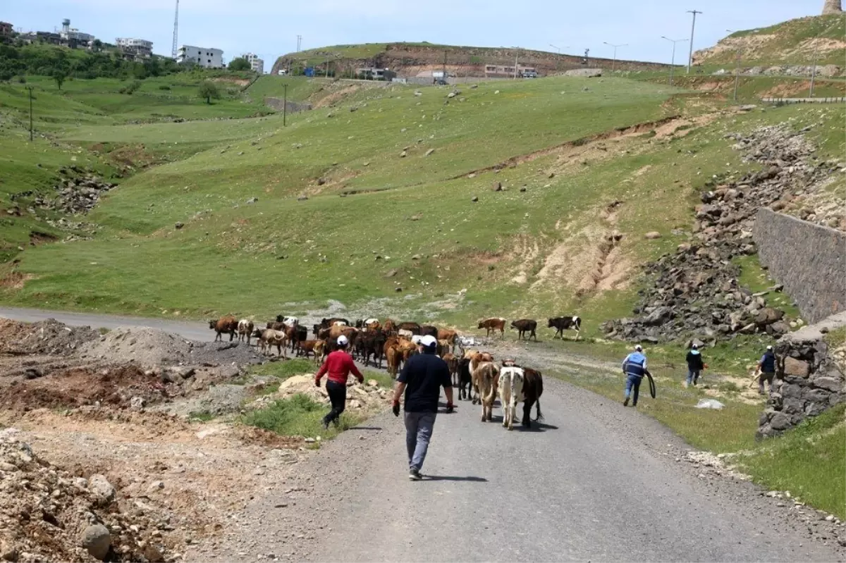 Cizre\'de başıboş hayvanlar toplatılıyor