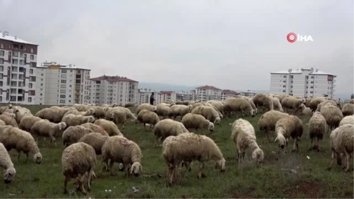 Çobanlar 1 Mayıs\'ta çalışmaya devam ediyor