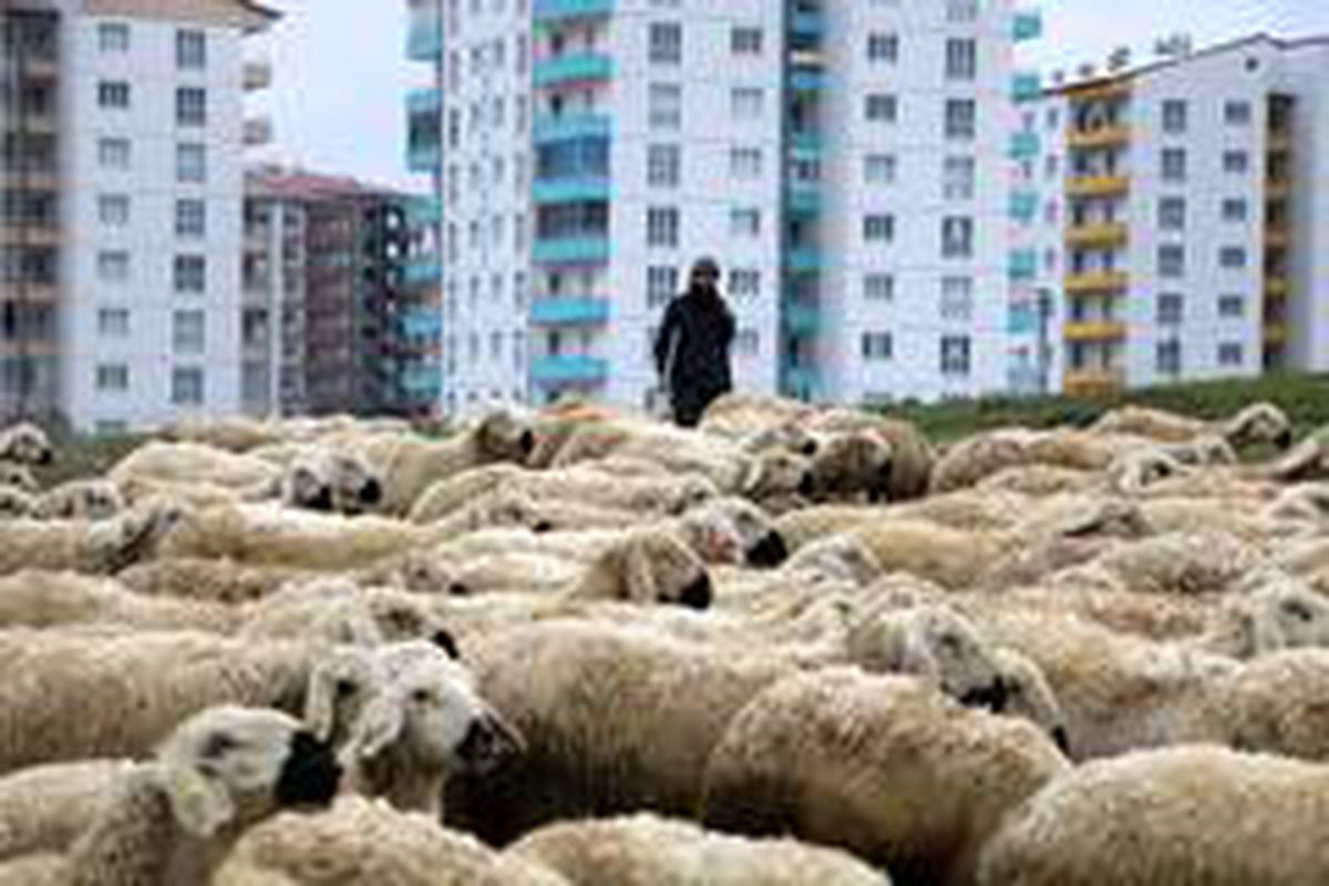 Çobanlar 1 Mayıs\'ta da çalışmaya devam etti