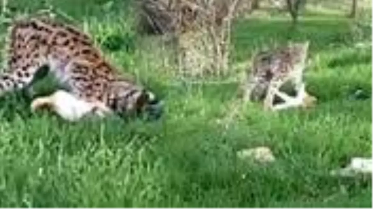 Görüntü Türkiye\'den! Vaşak, restoran bahçesinde yakaladığı kediyi böyle götürdü