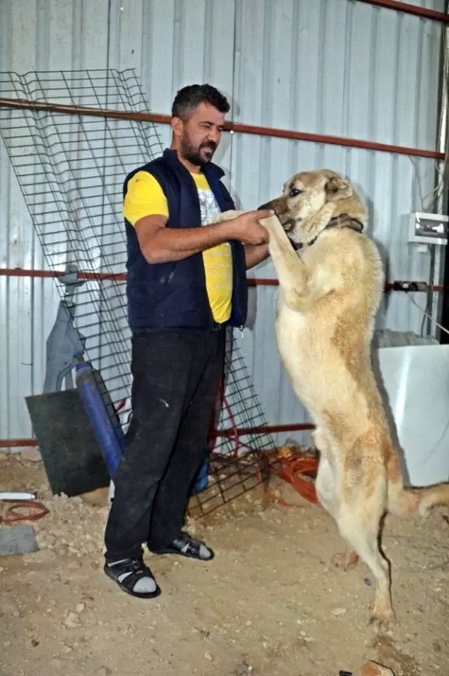 İnsafa gelen hırsızlar çaldıkları köpek ve güvercinleri 10 gün sonra