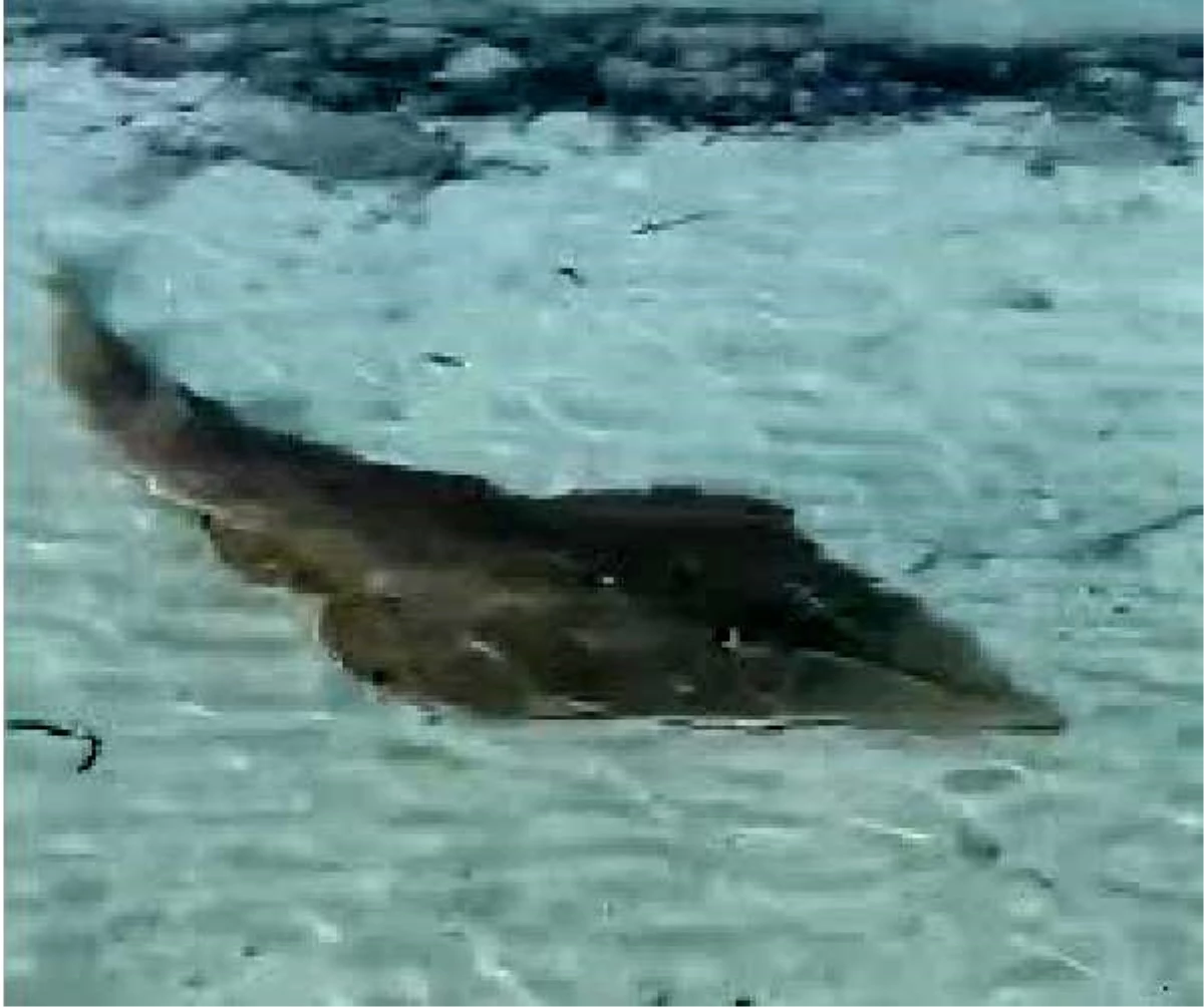 Kemane balığı Çeşme sahilinde görüldü