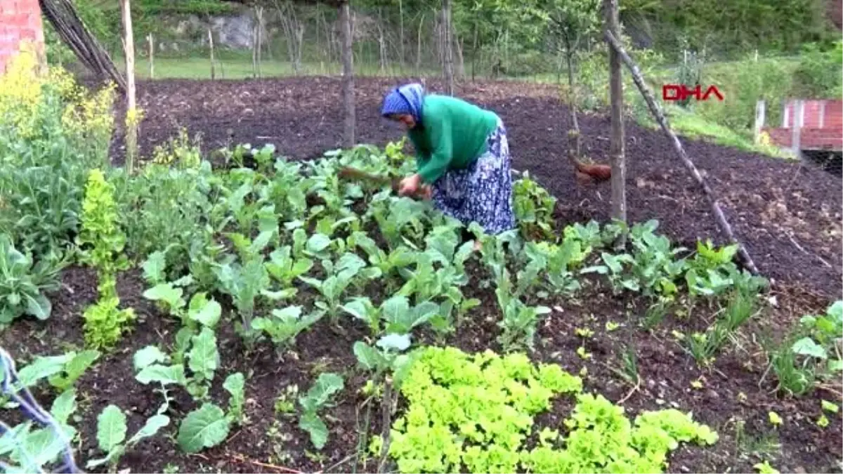 Ordu\'da sokağa çıkma kısıtlamasında üreticiler bahçelerde