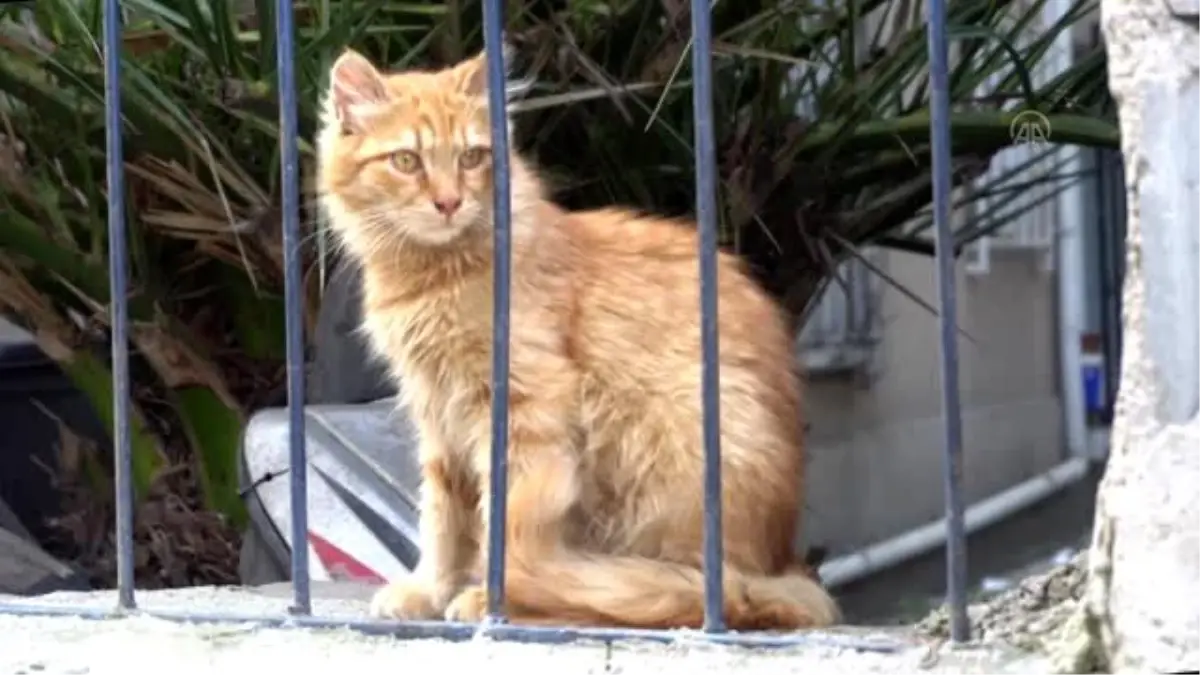 Salgın günlerinde yiyecek bulamayan kedi ve martılara mahalle imamı sahip çıktı