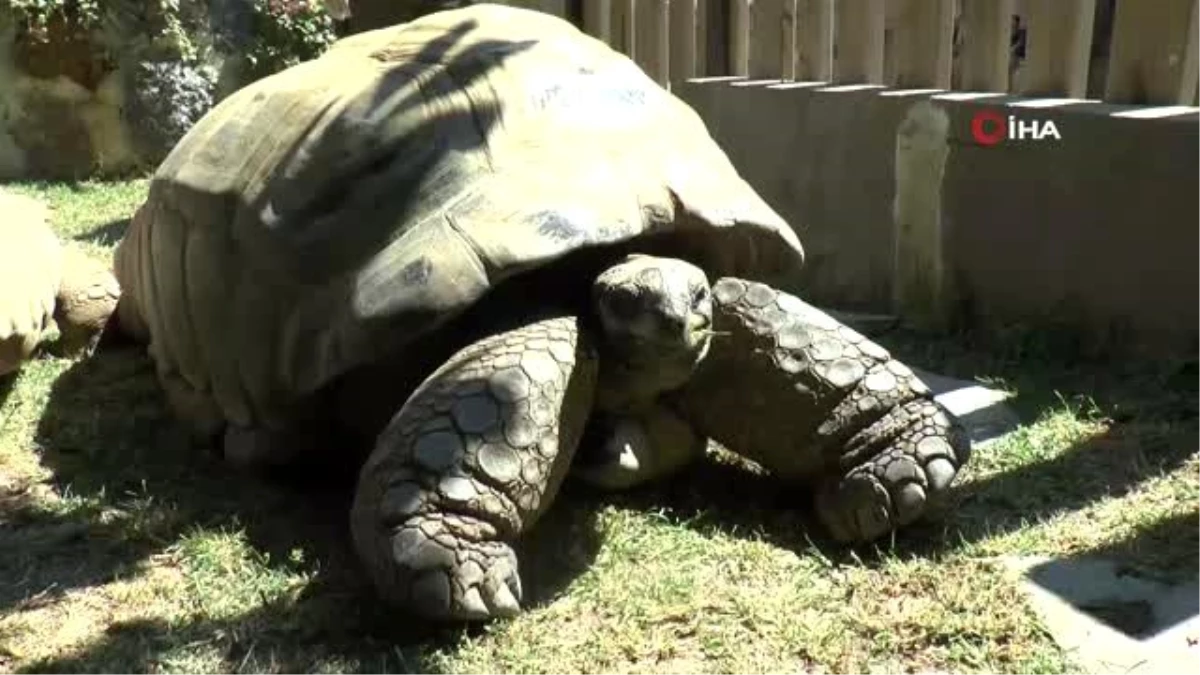 Türkiye\'nin en yaşlı kaplumbağası Tuki, 100 yaşına girdi