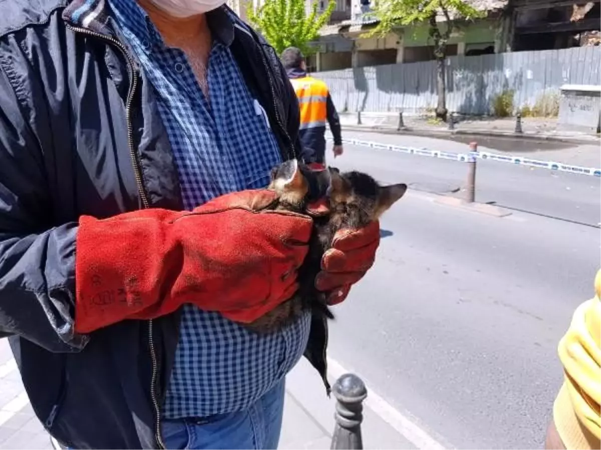 Yıkım durduruldu, kediler kurtarıldı