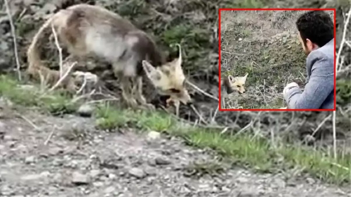 Aç kalan tilkiyi elleriyle besleyen baba oğulun o anları kamerada