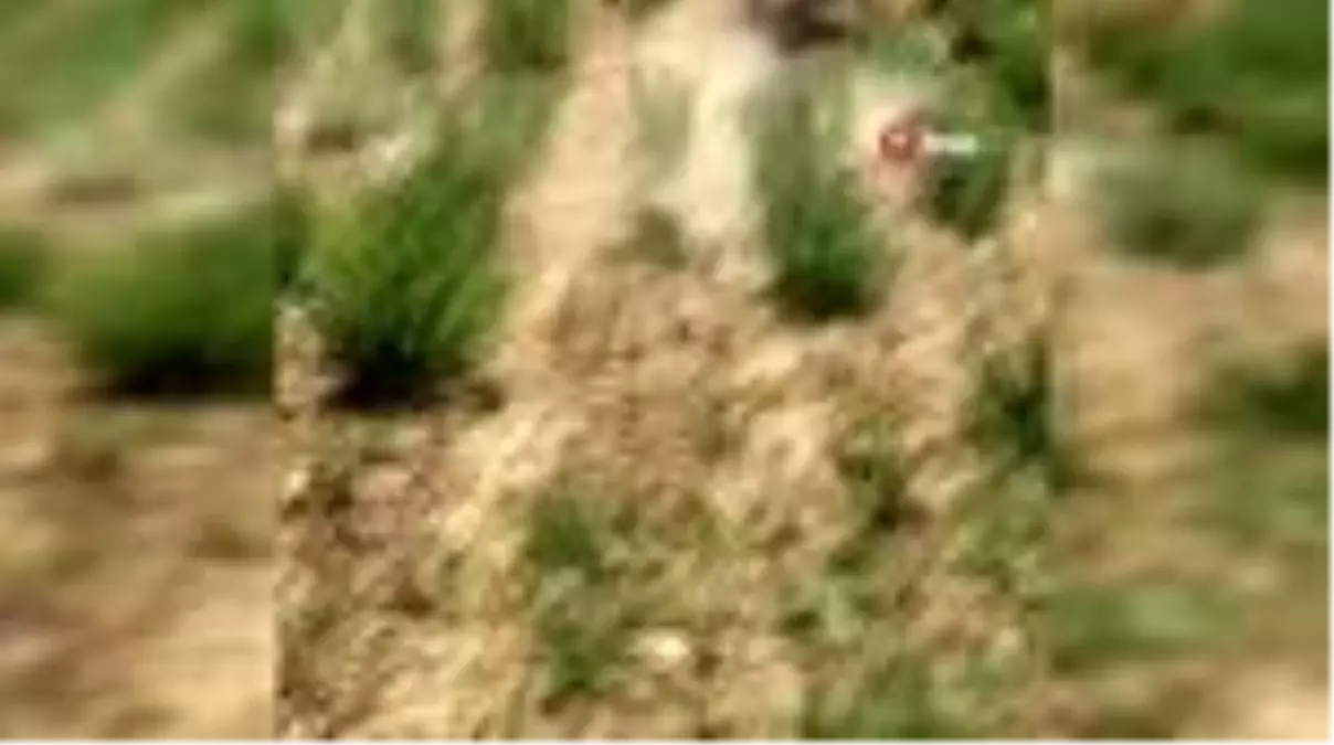 Aç kalan yaban domuzu şehir merkezindeki kekik tarlasına girdi