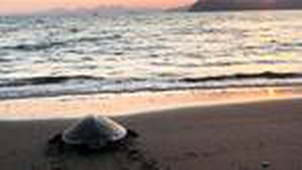 Dünyaca ünlü İztuzu sahili caretta carettalara kaldı