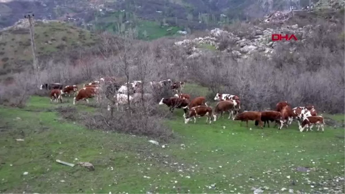 ŞIRNAK Huzur ortamı Beytüşşebap\'ta besiciliğe ilgiyi artırdı