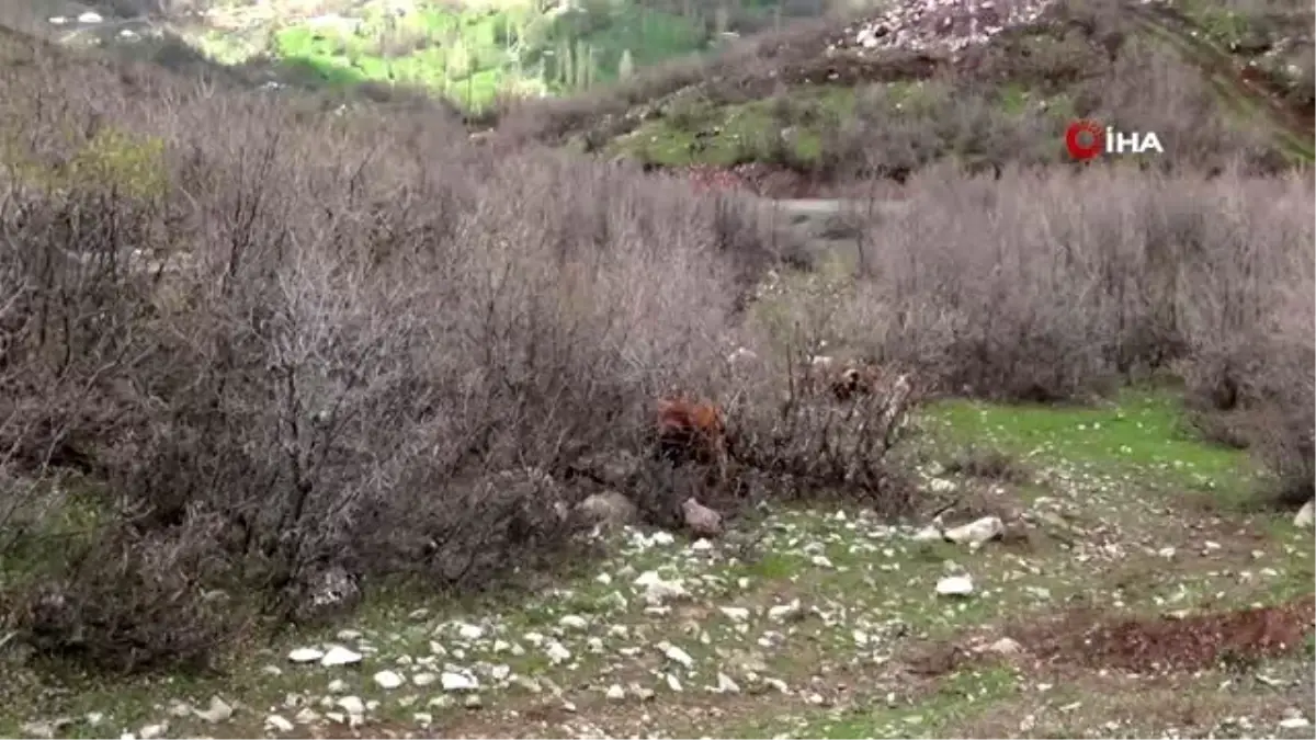 Yayla yasağı kalkınca göçerler büyükbaş hayvancılığa başladı