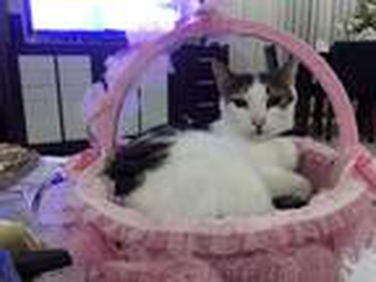 2 yıl önce kayalıkların arasından kurtarılan \'Şanslı\' kedi