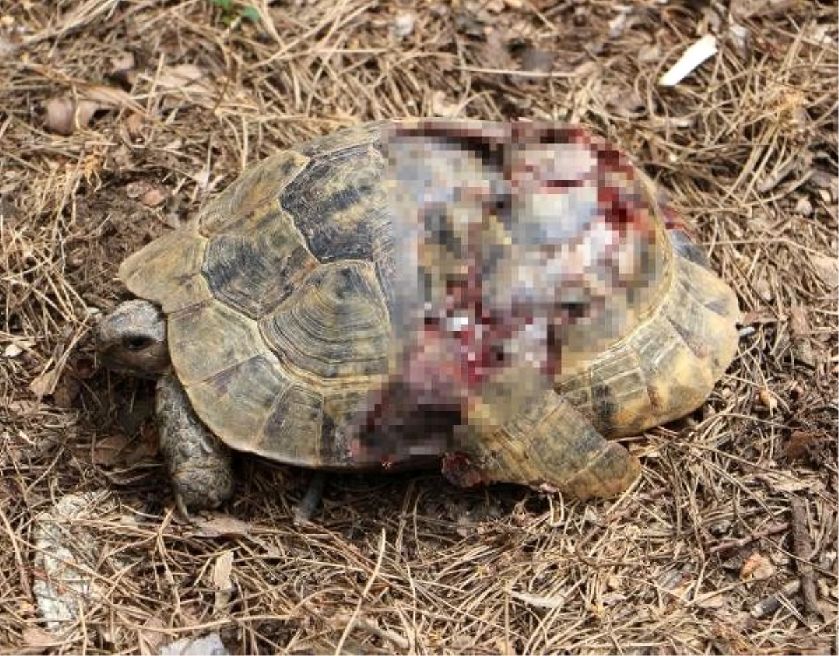 Alanya\'daki kaplumbağa vahşetine soruşturma (2)