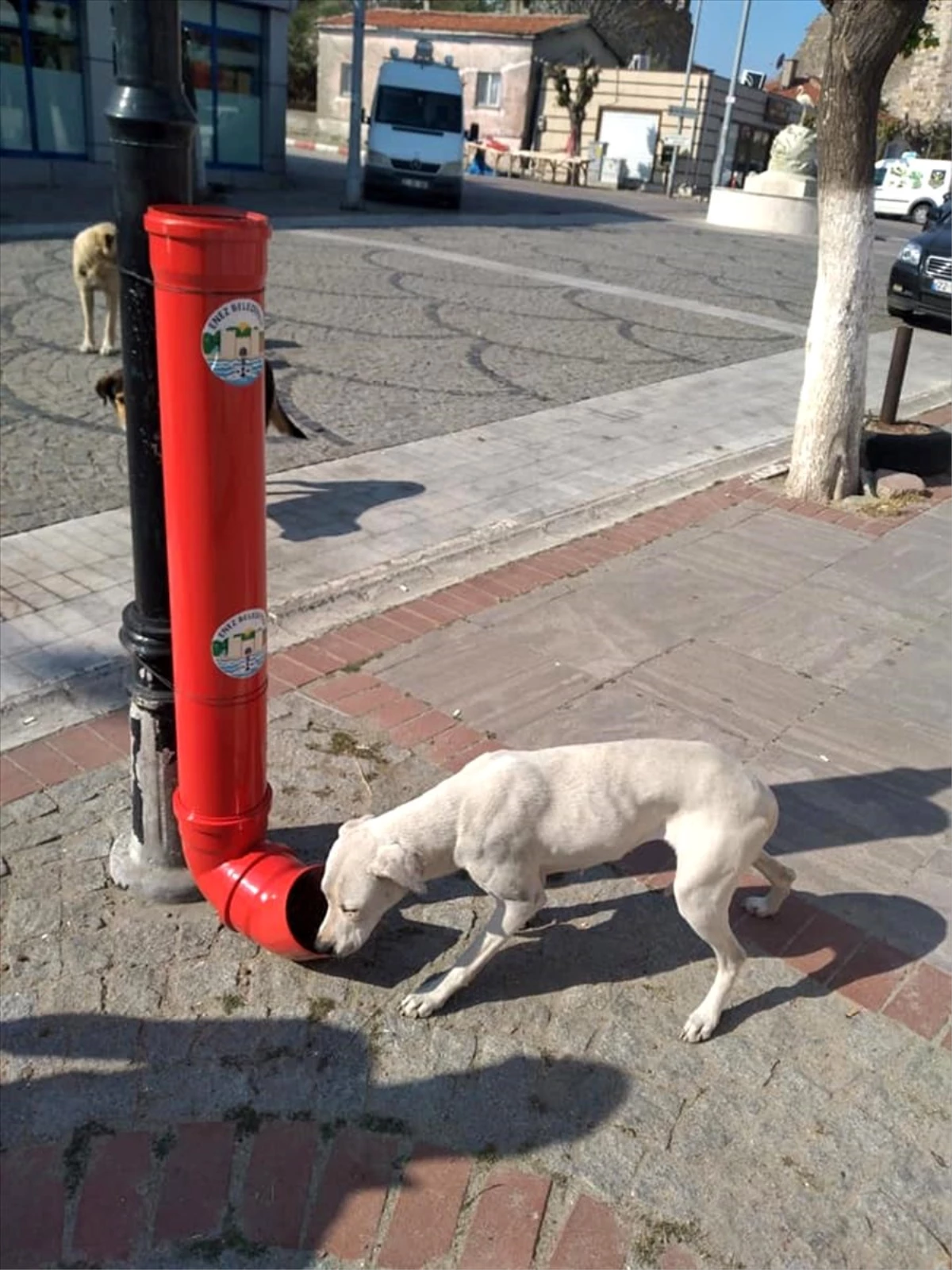 Enez\'de sokak hayvanları düzenli olarak besleniyor