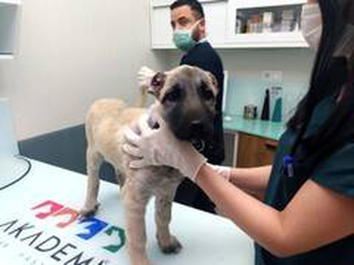 (ÖZEL) Kulakları kesilip sokağa bırakılan yavru köpeğe hayvanseverler sahip çıktı