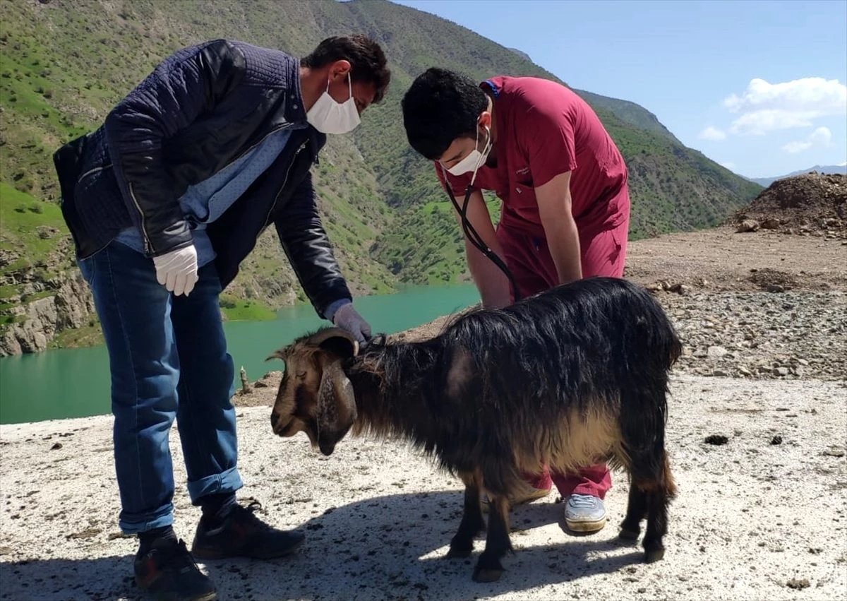 Siirt\'te ekipler, hasta hayvanları tedavi için seferber oldu