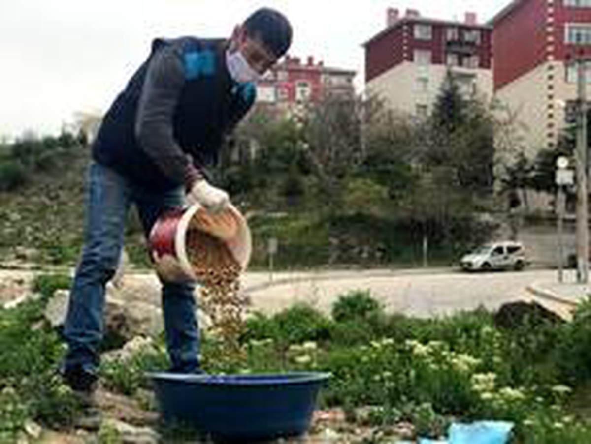 Sincan Belediyesi sokak hayvanlarına sahip çıkıyor
