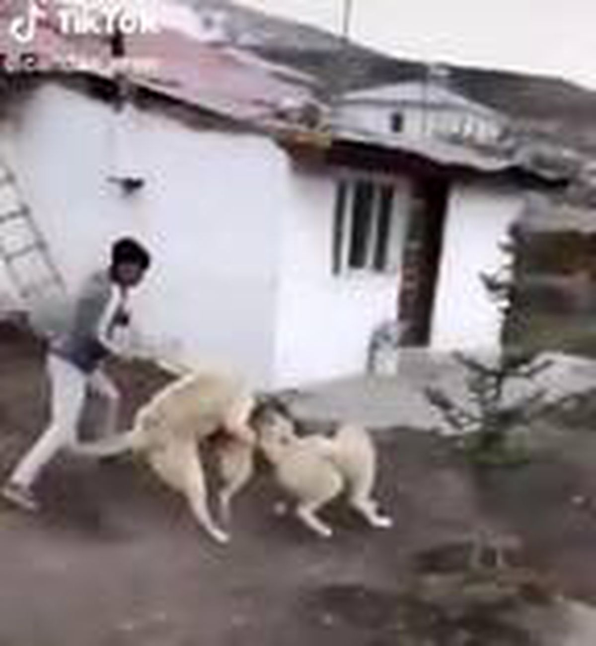 Sokak köpeğini 2 kangal köpeğiyle dövüştürüp, sosyal medyada paylaştılar