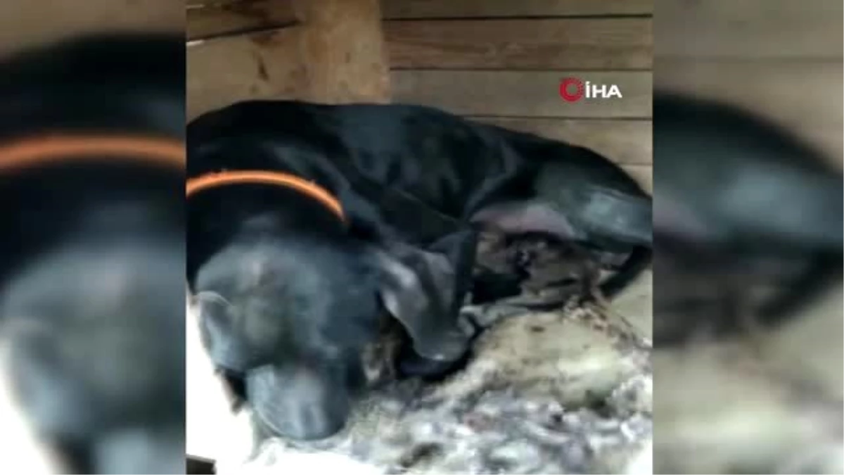 Yavruları ölen köpeğin, yeni doğmuş kediye anne şefkati