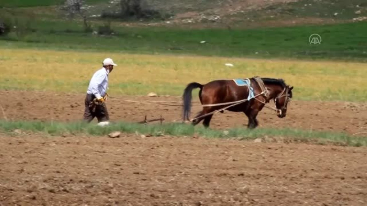 Çiftçilerin "atlı eşekli" fasulye ekimi mesaisi