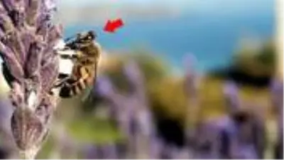 Koronavirüsün merkez üssü ABD'de şimdi de katil arı paniği: İnsanları öldürebiliyor