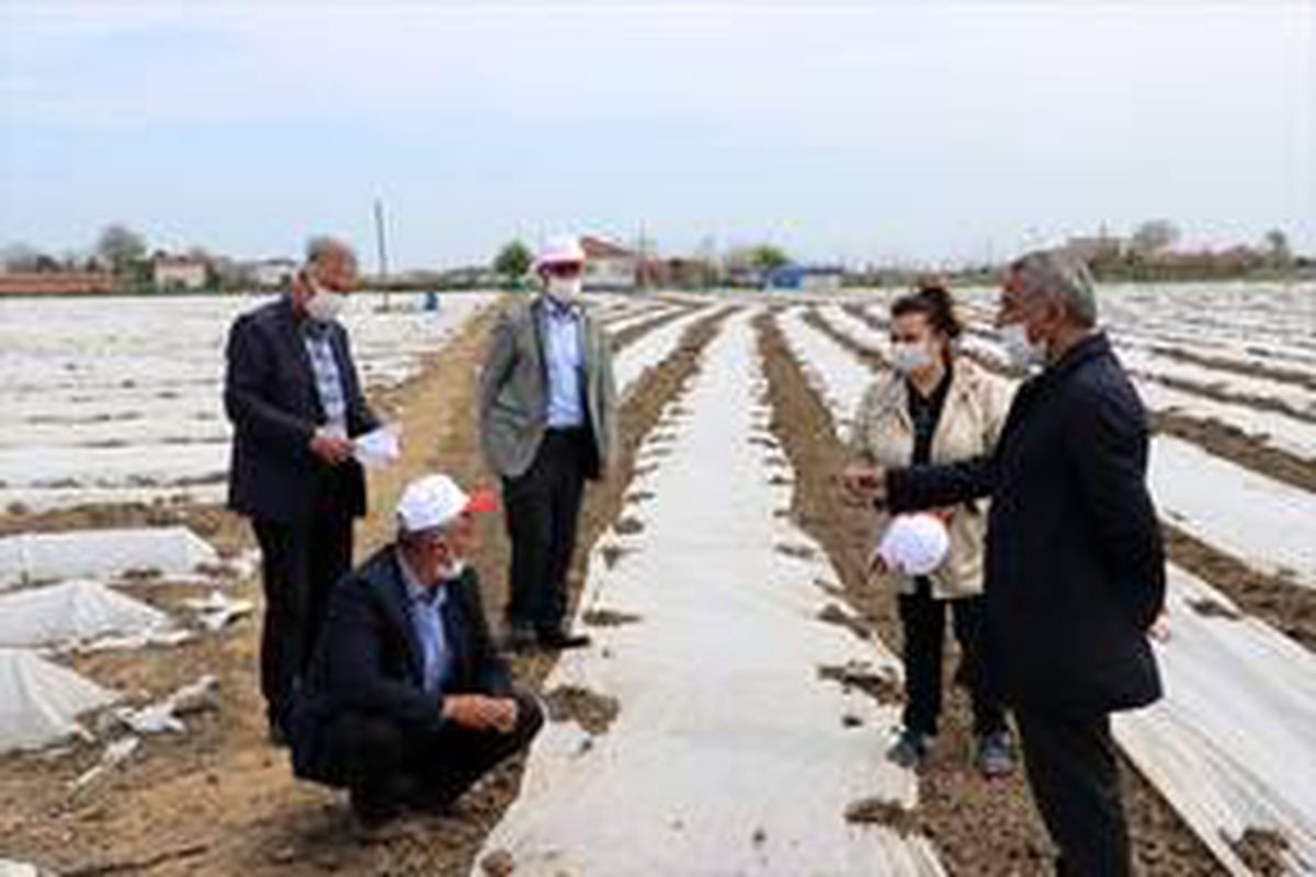 Samsun\'da çiftçilere hibeli çeltik tohumu dağıtımı