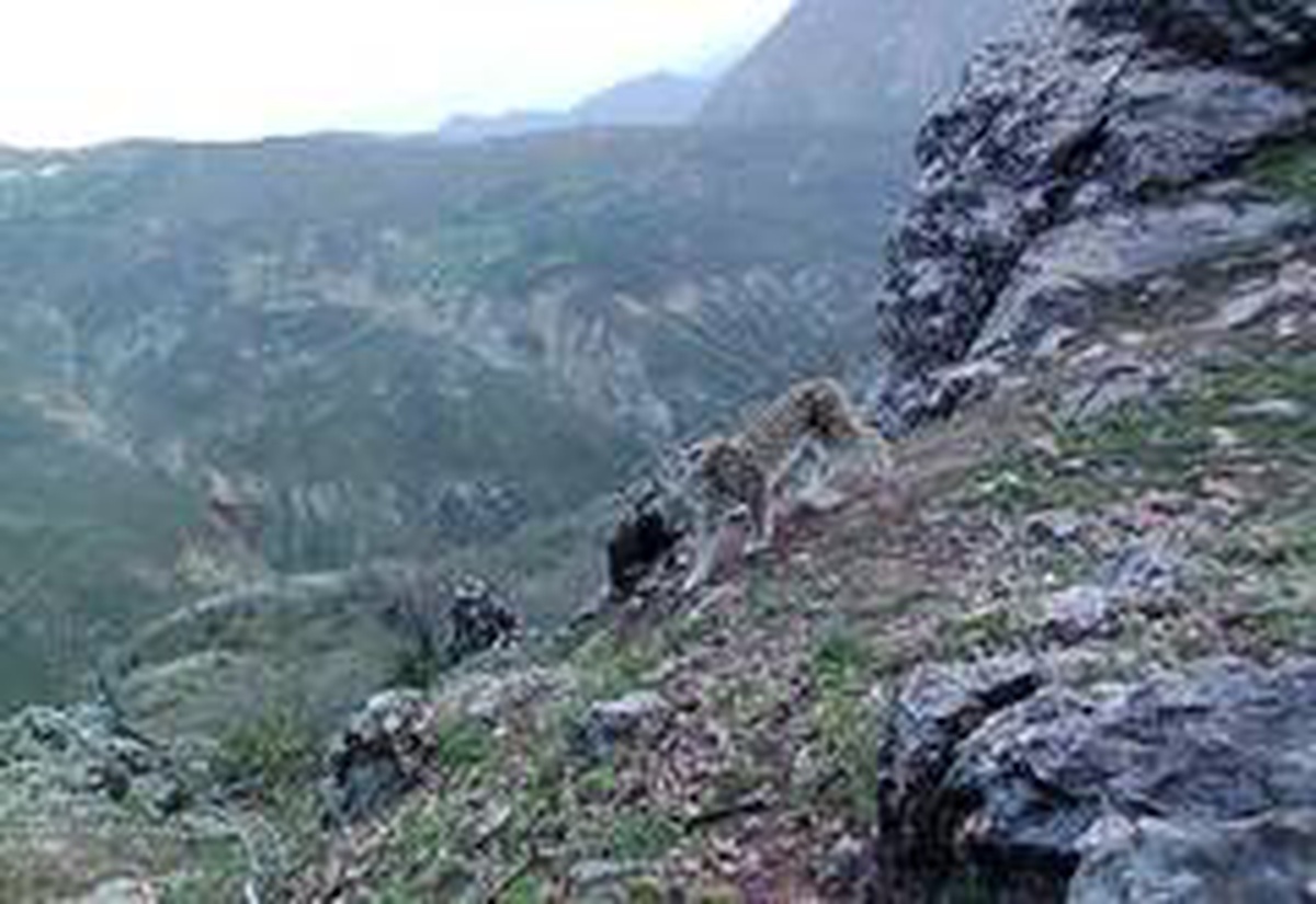Tunceli\'nin yaban hayatı foto kapanla görüntülendi