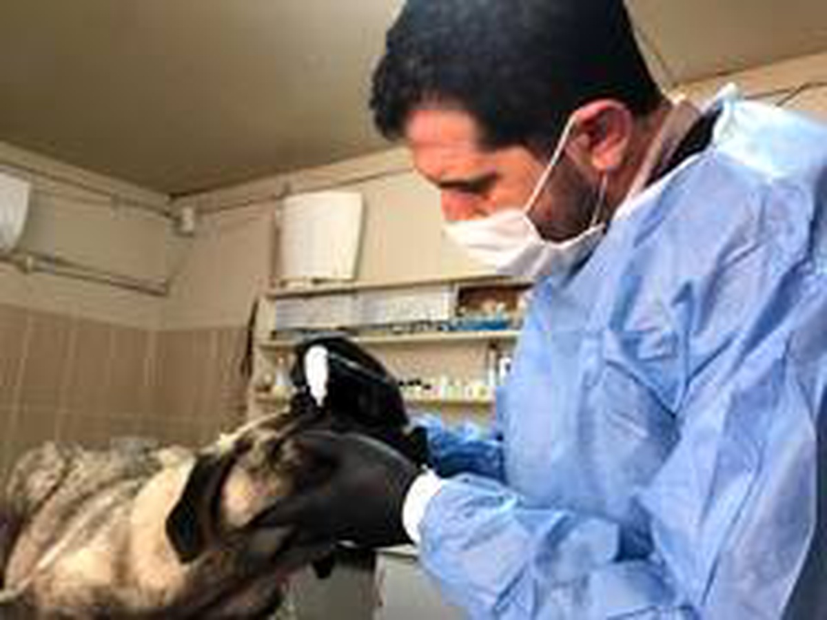 Hasta köpek, Adıyaman Belediyesi tarafından tedavi edildi