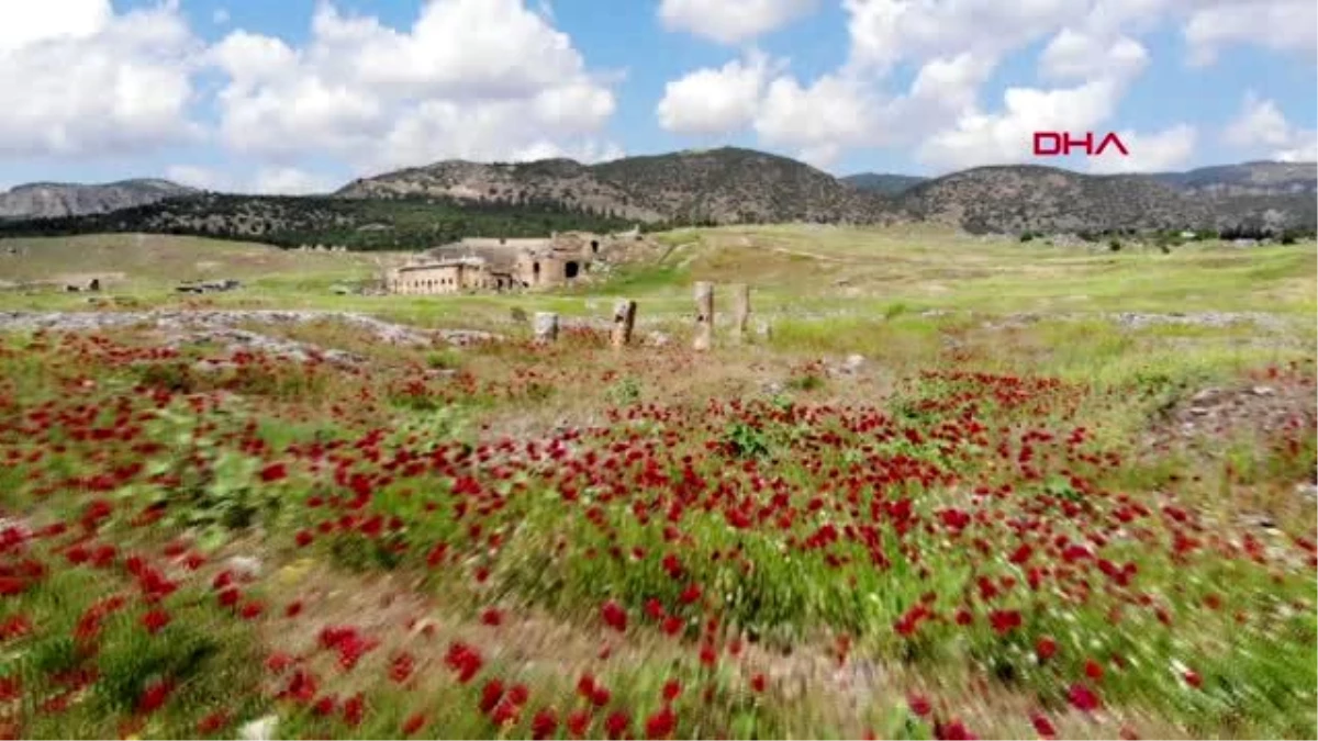 Hierapolis Antik Kenti\'nde çiçeklerle görsel şölen