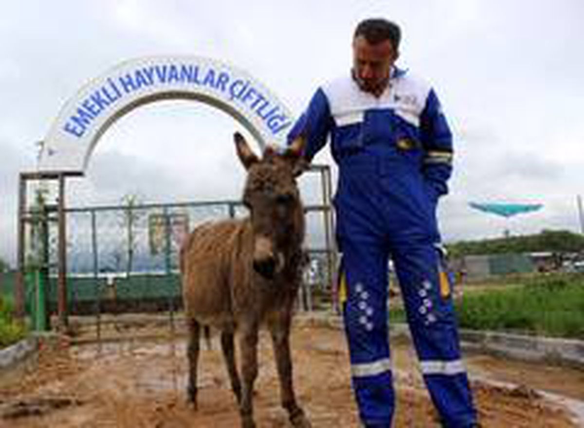 (Özel) O eşeğe koruma...