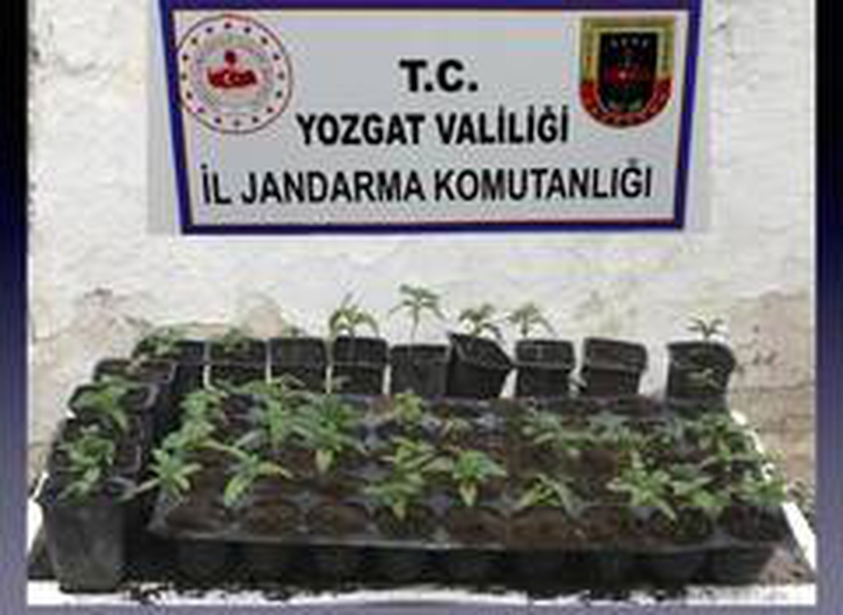 Yozgat\'ta 72 kök hint keneviri ele geçirildi