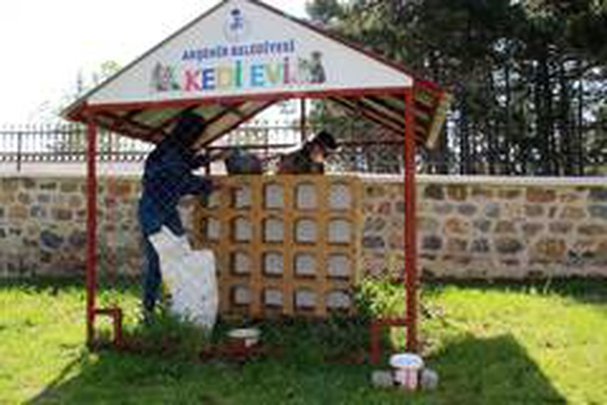 Akşehir\'de sokak hayvanları unutulmuyor