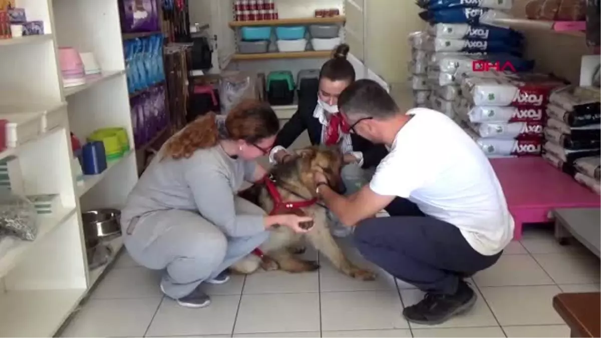 ANTALYA Kesici aletle işkence yapılan köpeği sahiplendi, \'Ailesi biz olacağız\' dedi