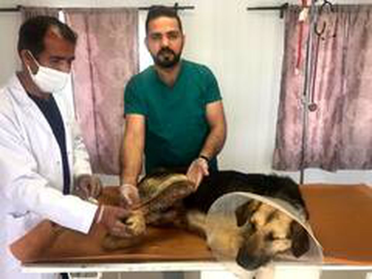 Batman\'da aracın çarpmasıyla ayağı kırılan köpeğe ameliyatla platin takıldı