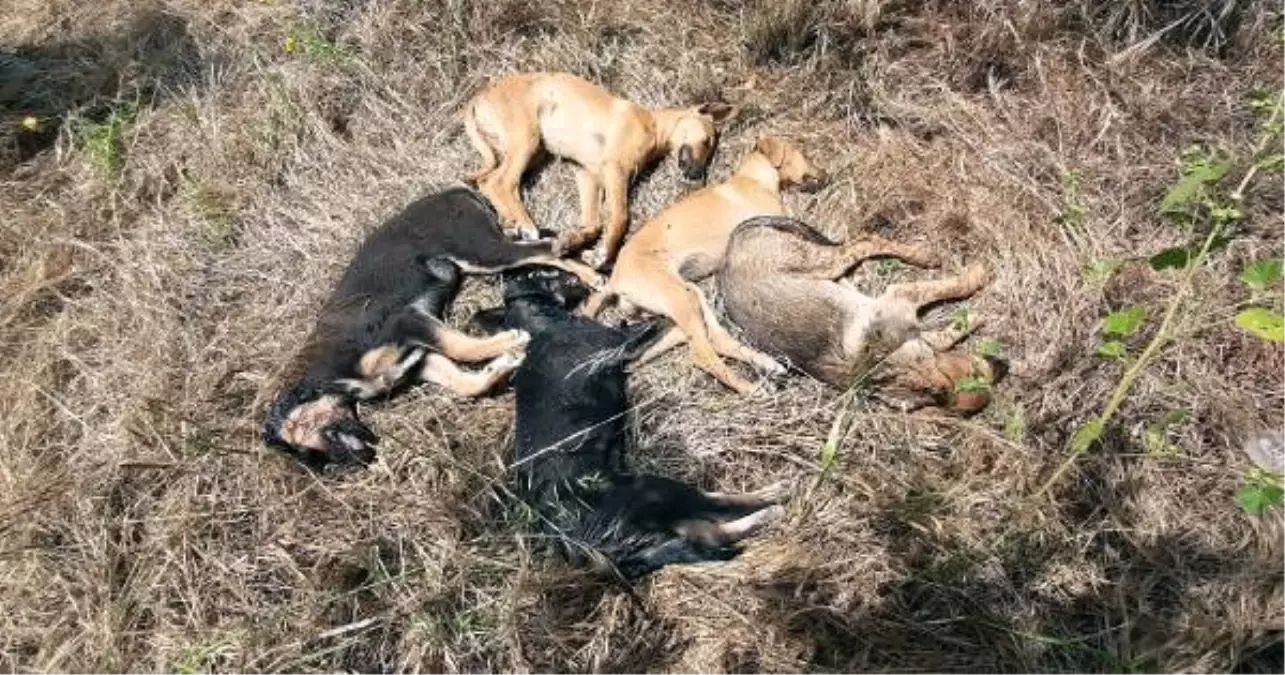 Beslediği 5 yavru köpek öldürülen hayvansever; \'Bu canlara nasıl kıydınız\'