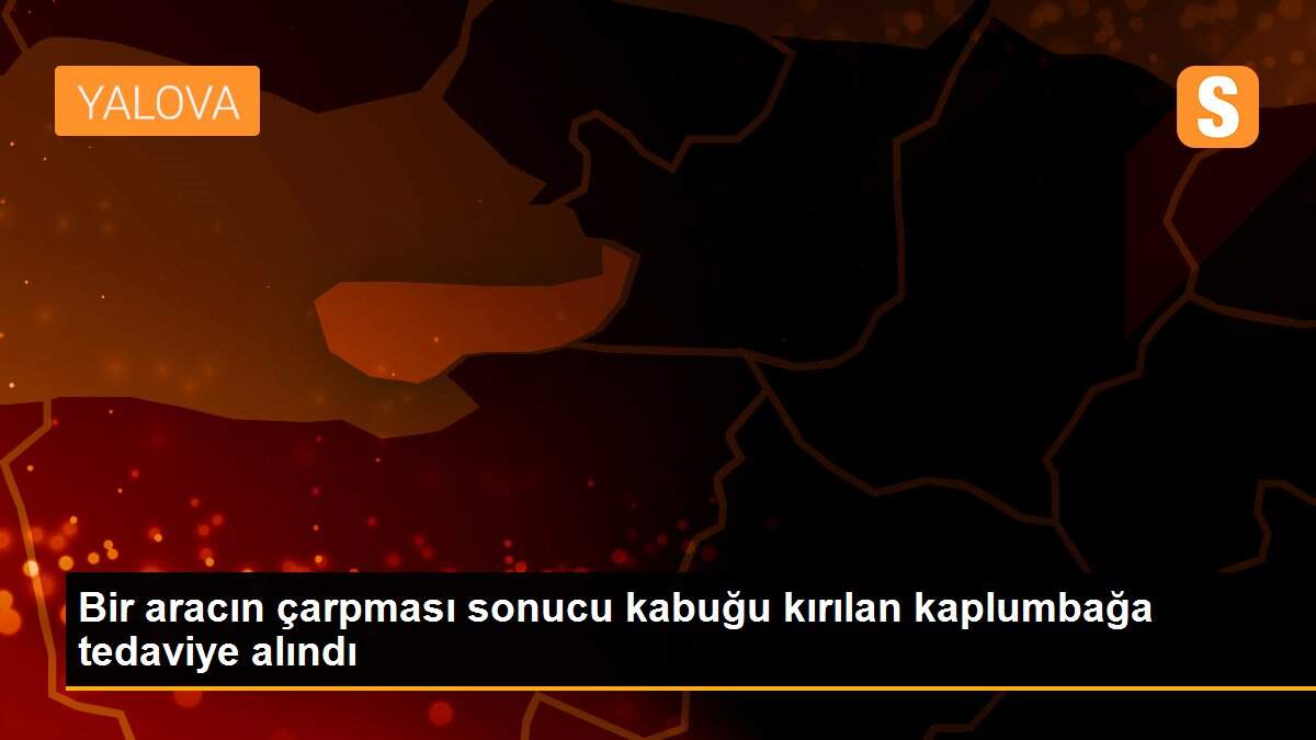 Bir aracın çarpması sonucu kabuğu kırılan kaplumbağa tedaviye alındı