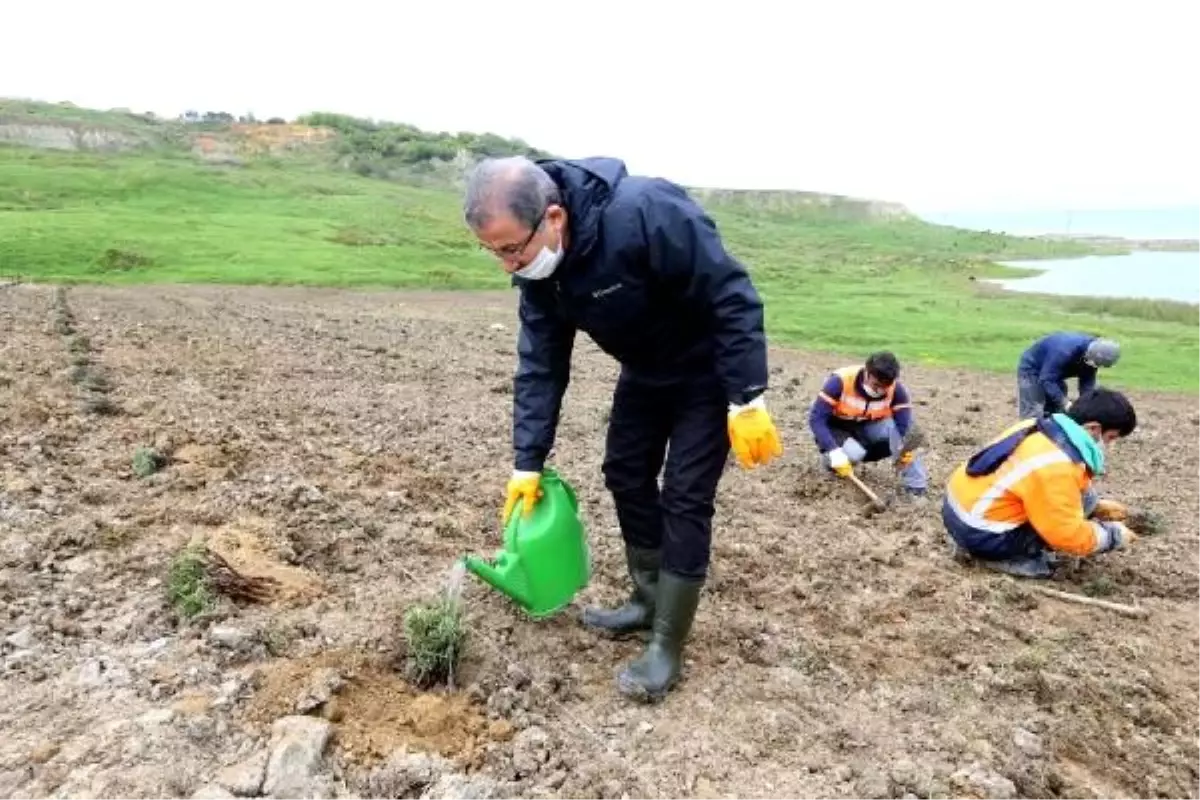 Eyüpsultan\'a 15 bin lavanta dikimi yapılacak