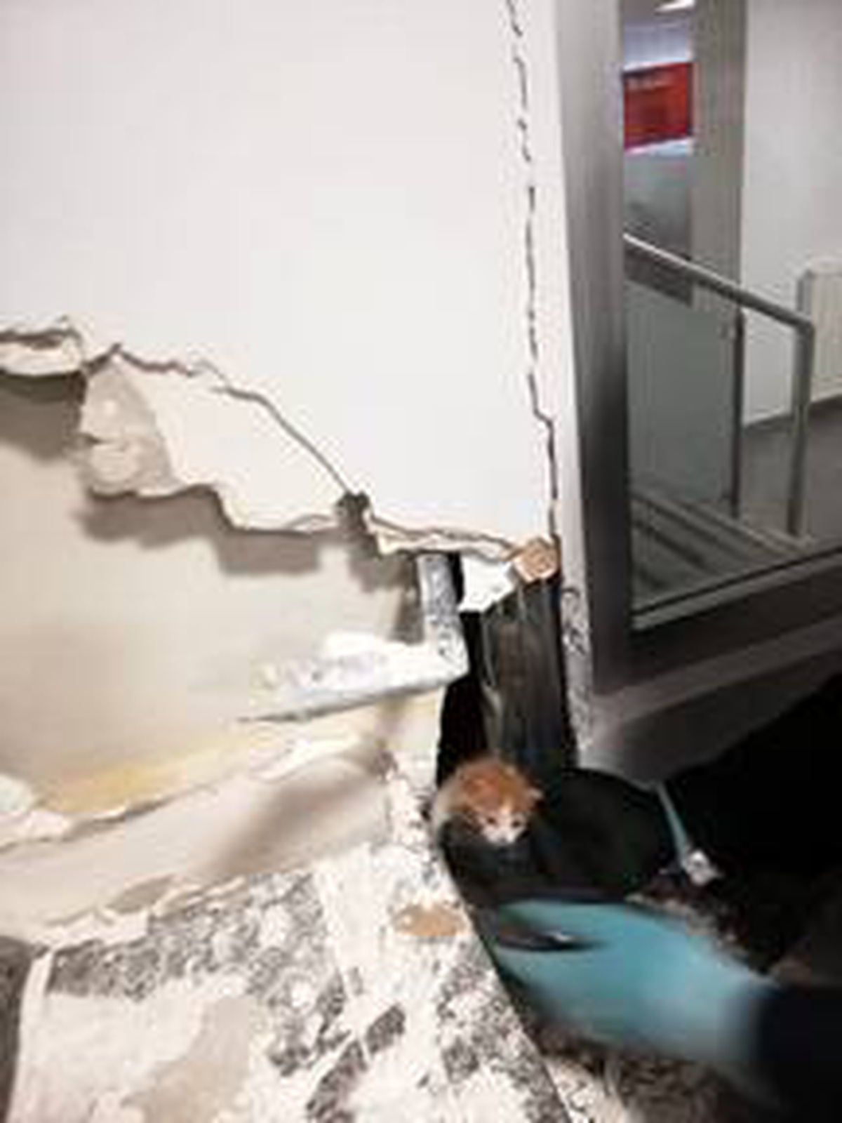 Havalandırma boşluğuna düşen kedi yavrusu, duvar kırılarak kurtarıldı