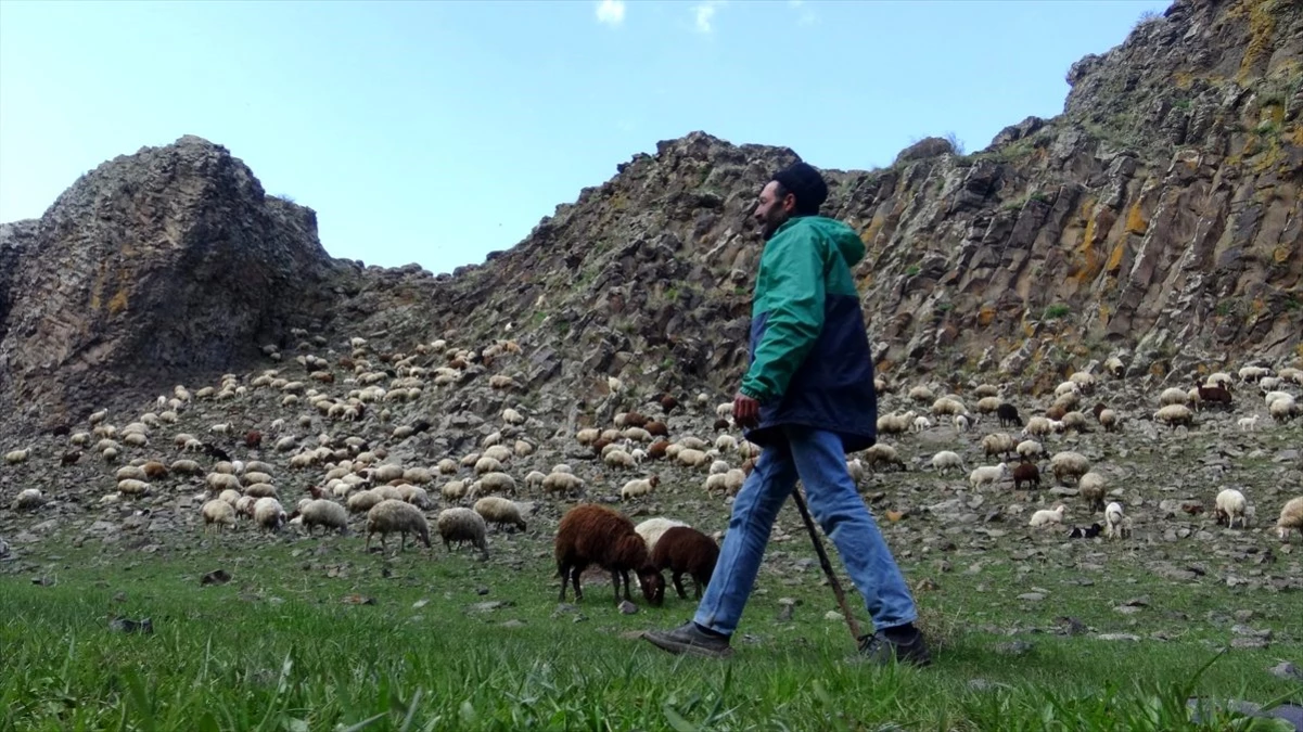 Koyunları doyurmak için oruçlu olmalarına rağmen saatlerce merada yürüyorlar
