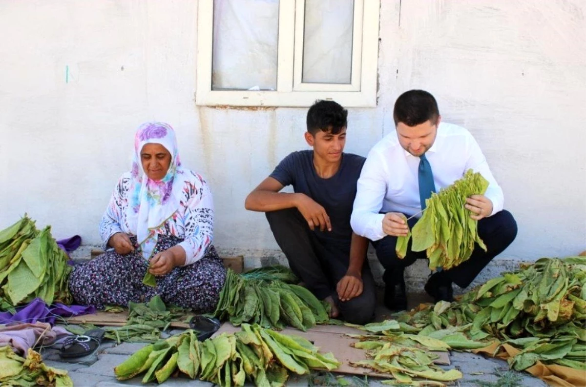 Milletvekili Toprak, tütün üreticilerine kolaylık diledi