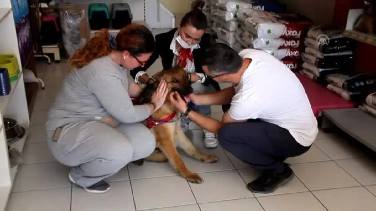 Serik\'te yaralı bulunan sokak köpeği sahiplendirildi