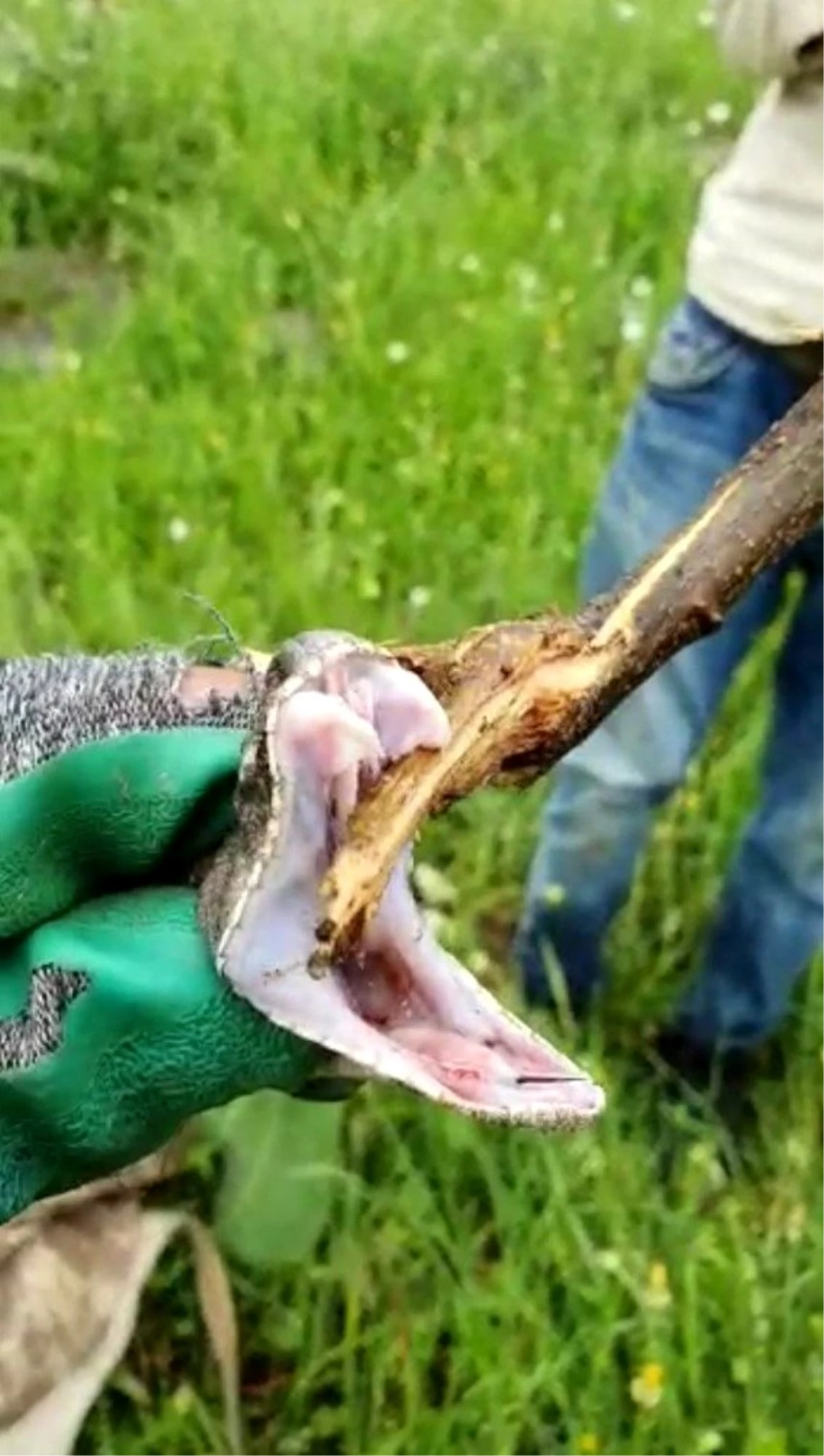 Türkiye\'nin zehri en ölümcül yılanı Hakkari\'de görüldü