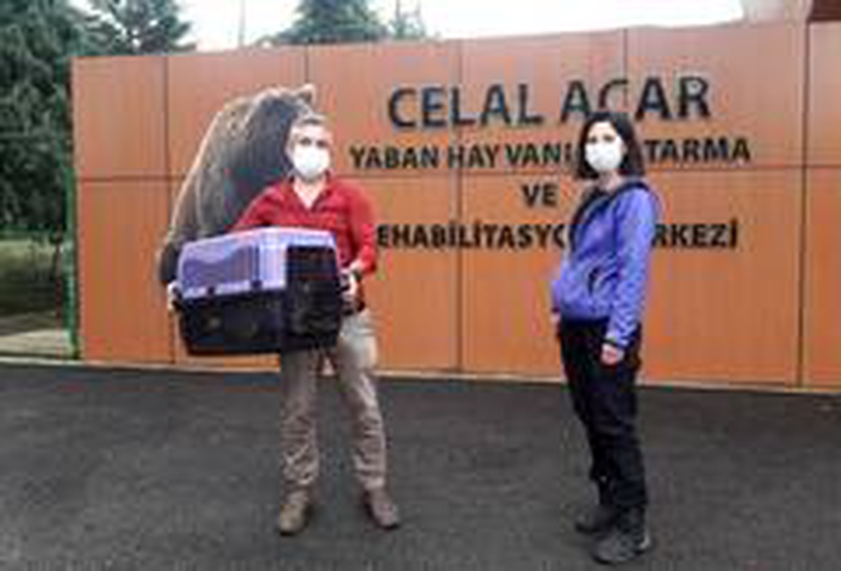Vervet maymunları rehabilitasyon merkezine teslim edildi