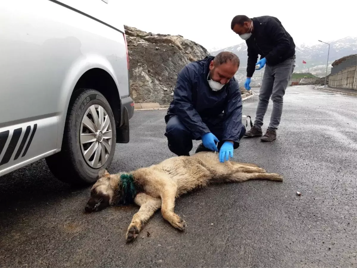 Boynuna inşaat teli dolanan köpek kurtarıldı