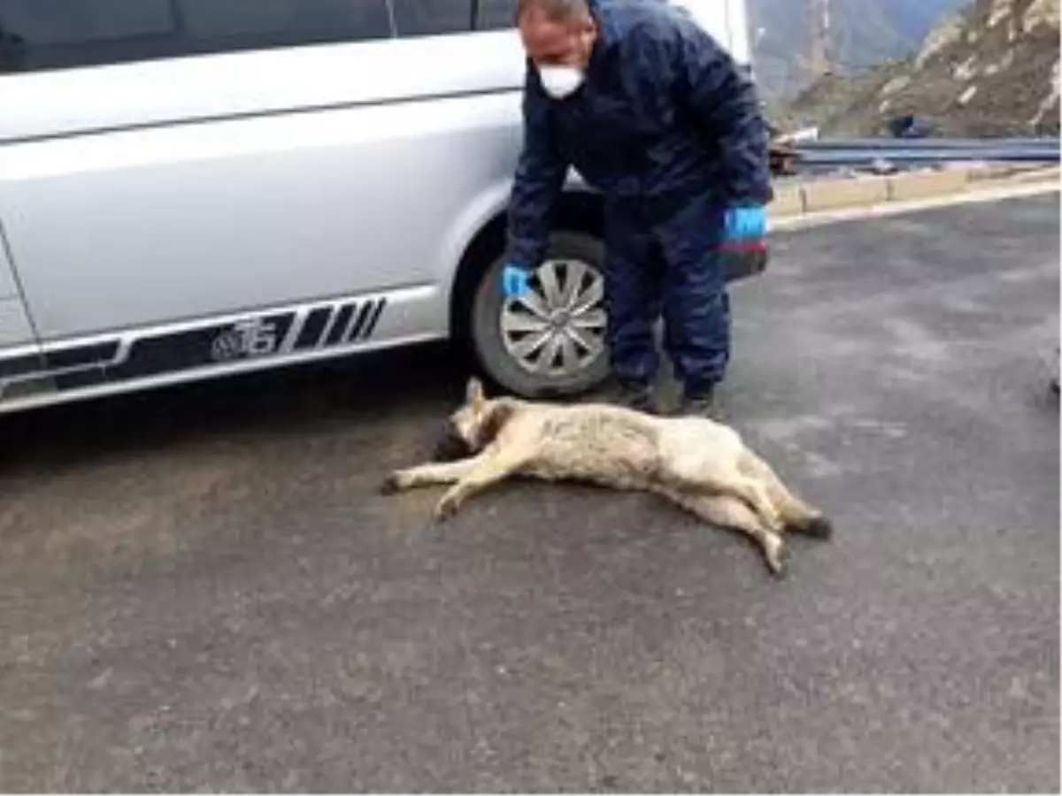 Hakkari\'de yaralı bulunan köpek tedaviye alındı