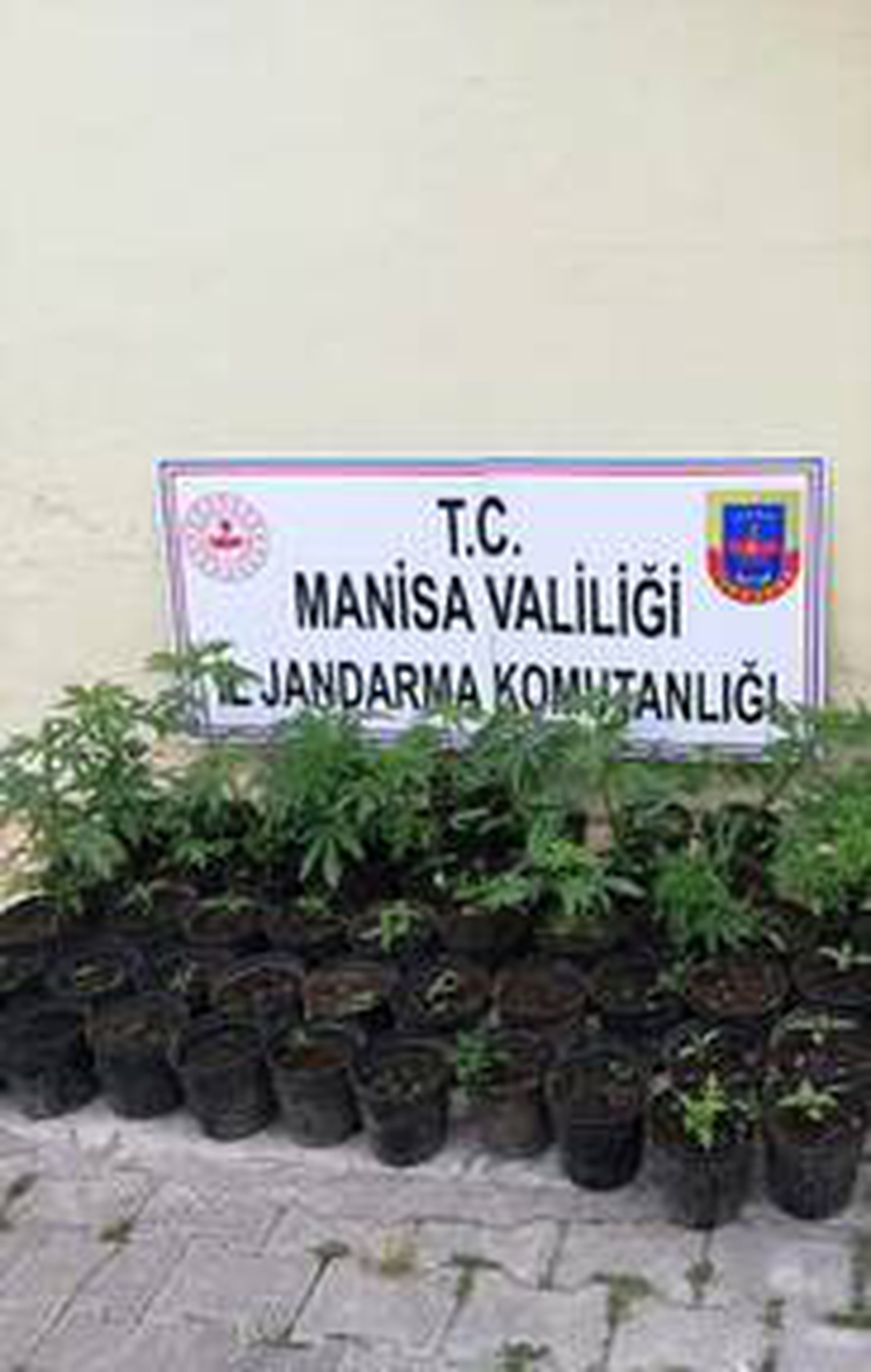 Ormanda saksılarda kenevir yetiştiren zanlı yakalandı
