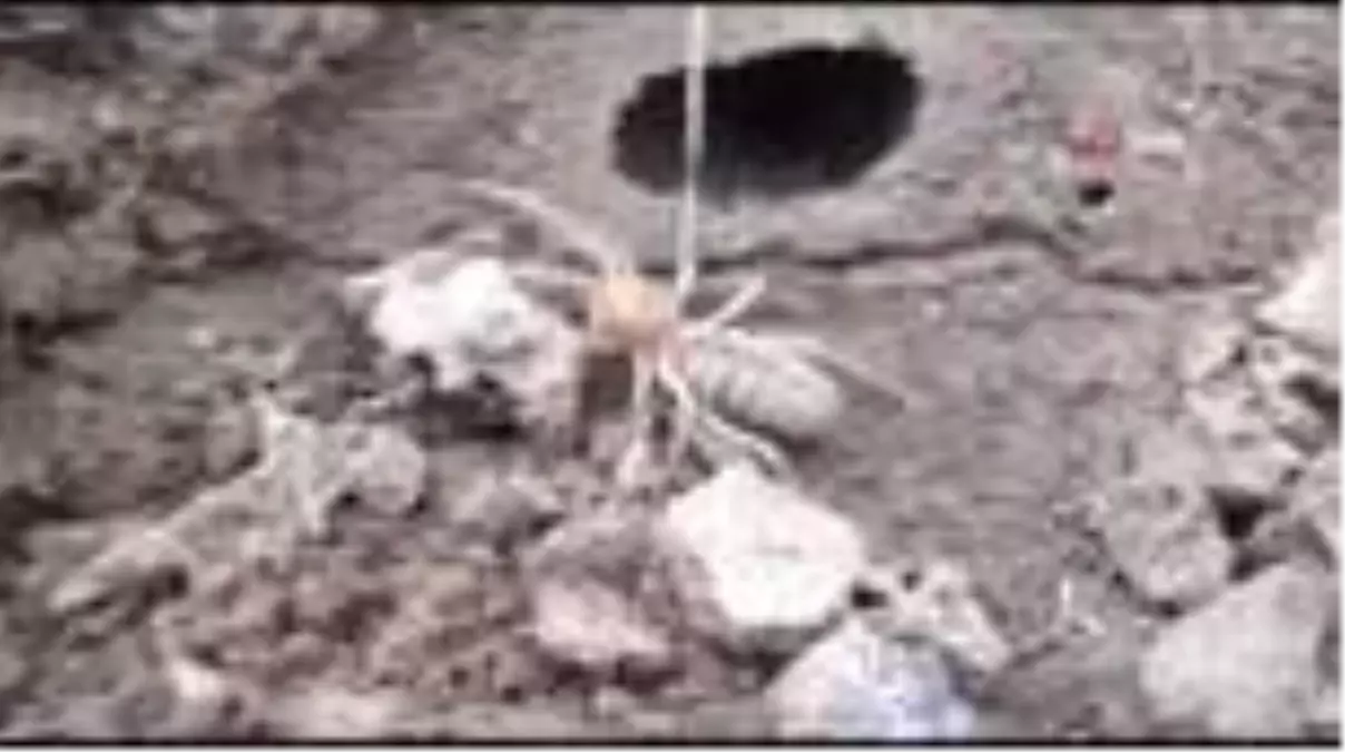 Sarıkız kabusu geri döndü! Et yiyen örümcek vatandaşları tedirgin etti