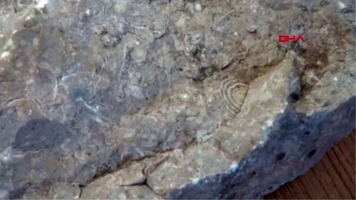 ŞIRNAK Beytüşşebap\'ta 10 kiloluk taşta deniz canlılarına ait fosiller bulundu